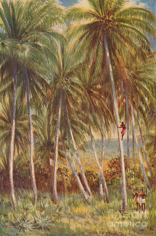 Coco-nut Palms Drawing by Print Collector