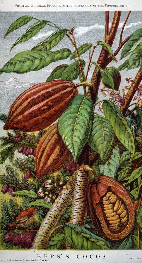 Cocoa Nut Digital Art by Hulton Archive