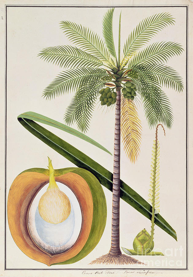 Cocoa Nut Tree, From Drawings Of Plants From Malacca, Watercolor ...