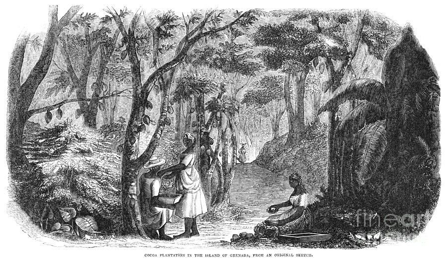Cocoa Plantation, 1856 Photograph by Granger