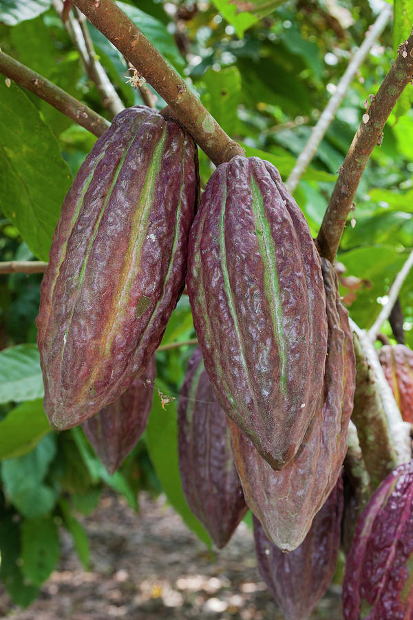 Cocoa Pods Growing, Ecuador, South Photograph by Chris Mattison / Naturepl.com Cocoa Pods Growing, Ecuador, South Photograph by Chris Mattison / Naturepl.com