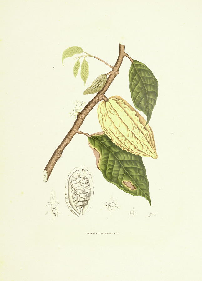 Cocoa Tree | Antique Plant Illustrations Digital Art by Nicoolay