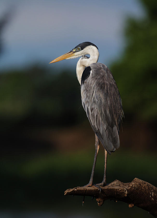 Cocoi Heron (ardea Cocoi) Resting Portrait, Pantanal, Brazil Photograph 