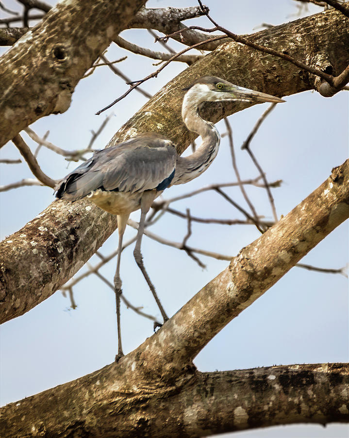 Cocoi Heron La Palmita Casanare Colombia Photograph by Adam Rainoff