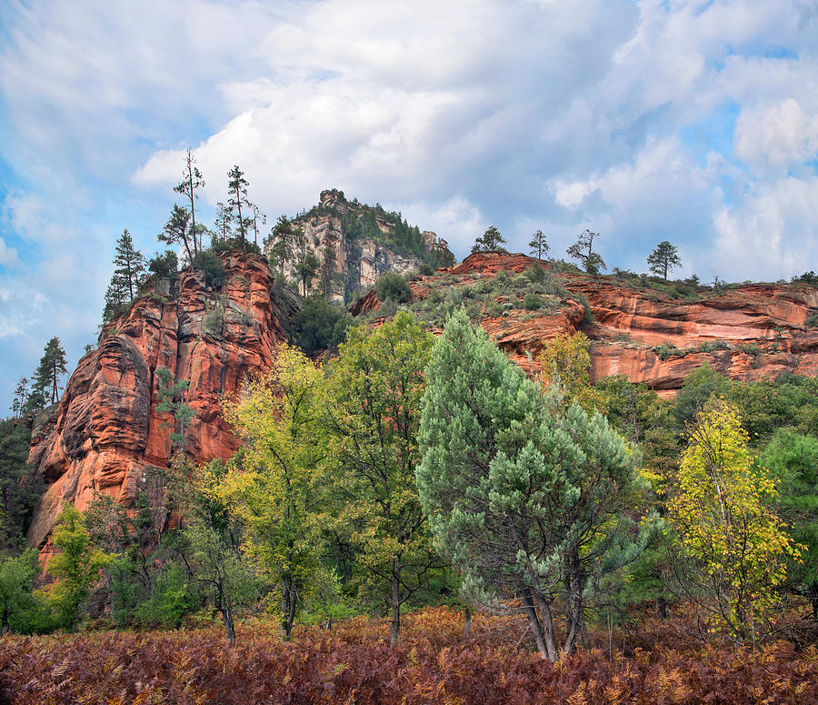 Coconino National Forest, Arizona Photograph by Tim Fitzharris