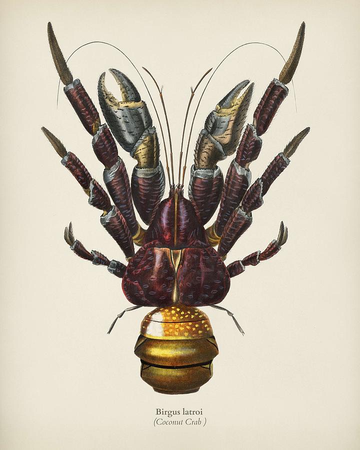 Coconut Crab  Birgus latroi  illustrated by Charles Dessalines D Orbigny  1806-1876  Painting by Celestial Images