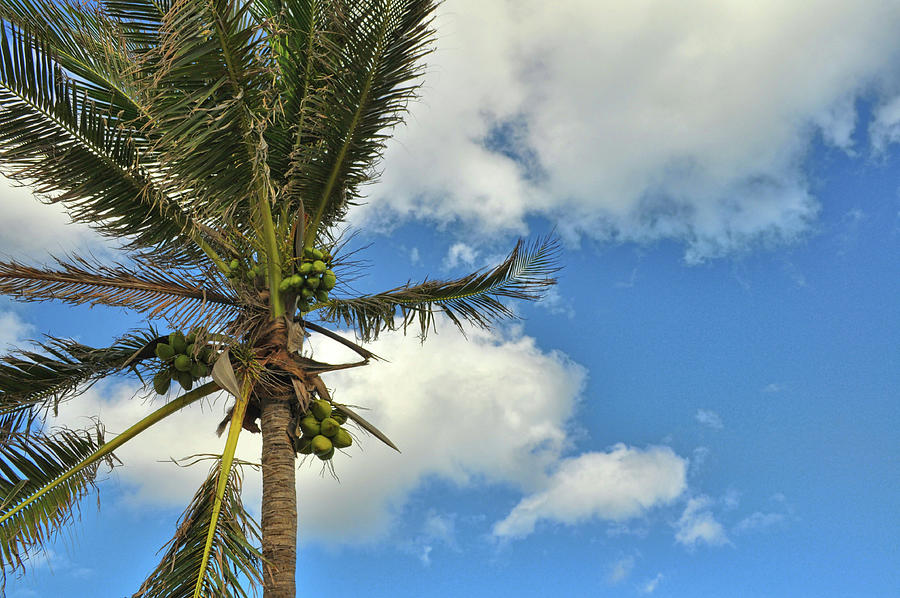 Coconut Flight Photograph by Jamart Photography