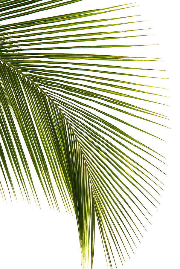 Coconut Leaf Isolated On White Photograph by Santosha