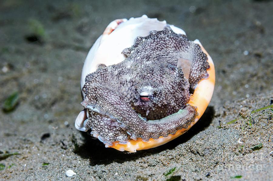 Octopus Photograph - Coconut Octopus In A Helmet Shell by Georgette Douwma/science Photo Library