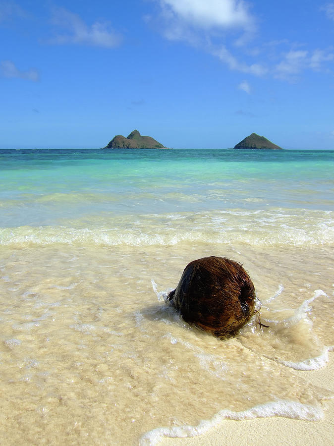 Coconut On Lanikai Beach Photograph by Thomas Davis