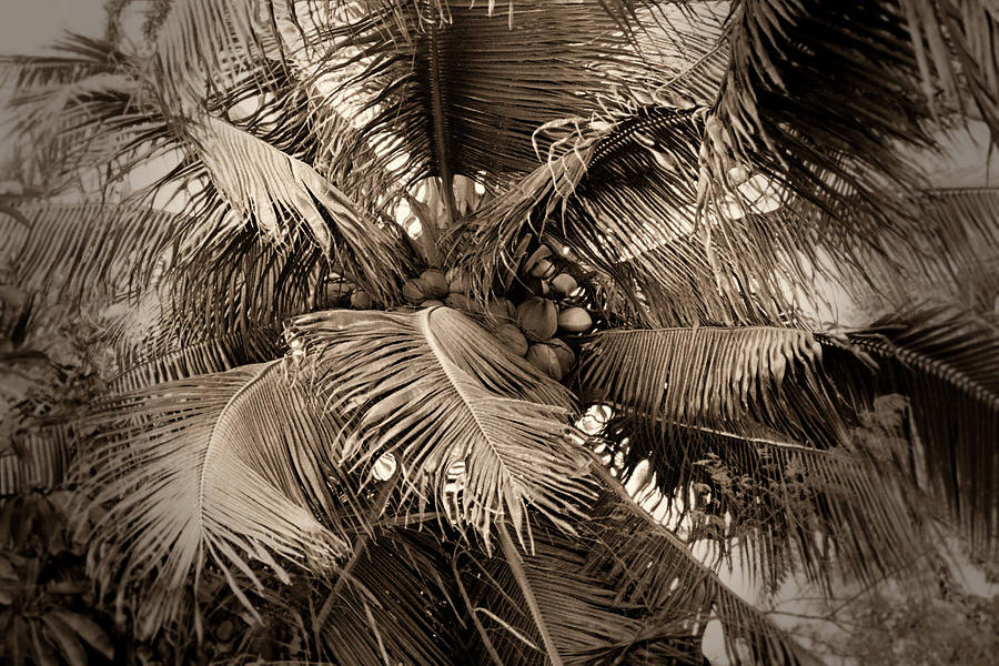 Coconut Palm Abstract Photograph by Nadalyn Larsen