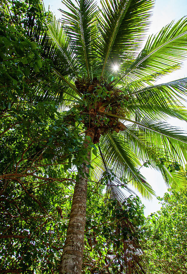 Coconut Palm Photograph by Anthony Jones