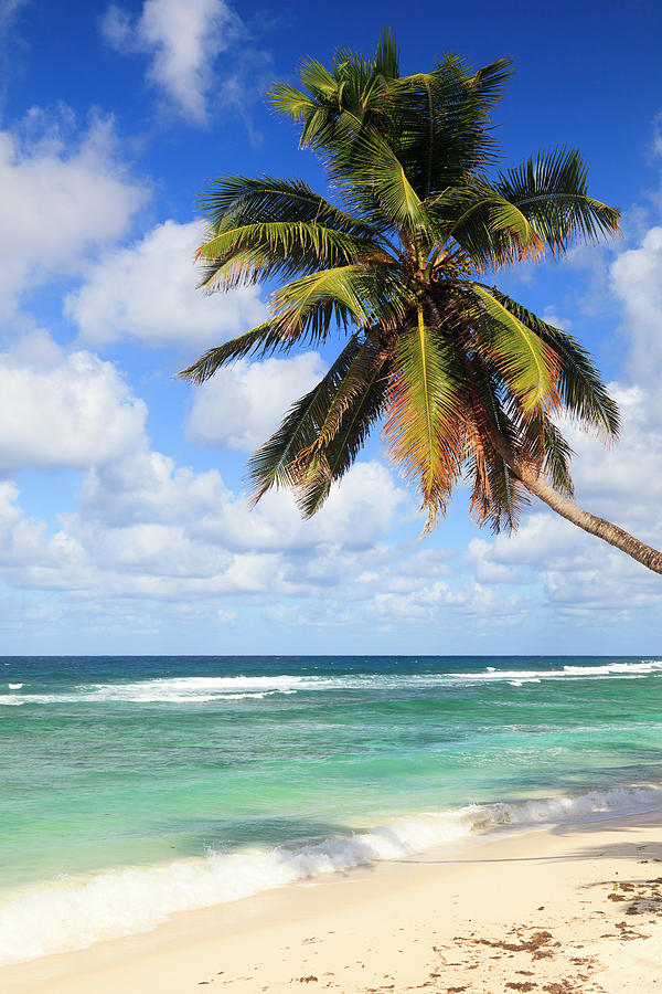 Coconut Palm At Anse Parnel, Mahe by F. Lukasseck