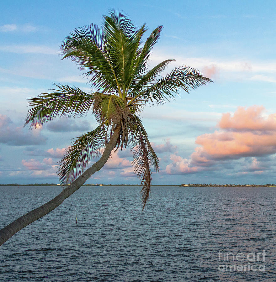 Coconut Palm at Sunset Photograph by Jo Ann Gregg