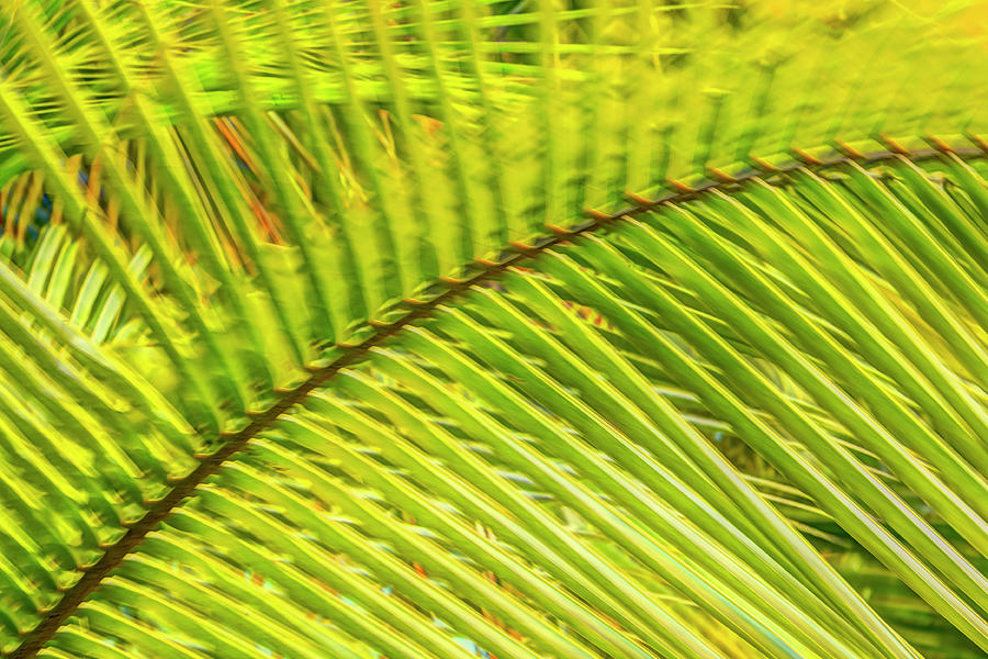 Tree Photograph - Coconut Palm Fronds, Roatan, Bay by Stuart Westmorland