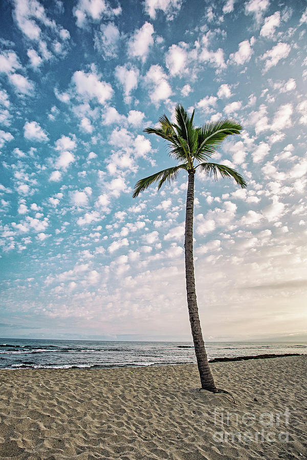 Coconut Palm Greeting the Sunrise  Photograph by Scott Pellegrin