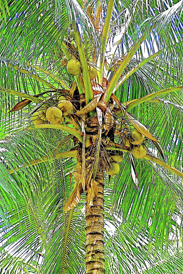 Coconut Palm in Mekong Delta, Vietnam Photograph by Ruth Hager - Pixels