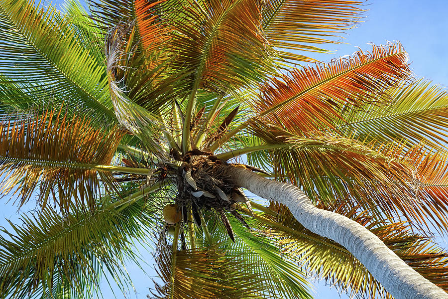 Coconut palm Photograph by Shirley Mitchell