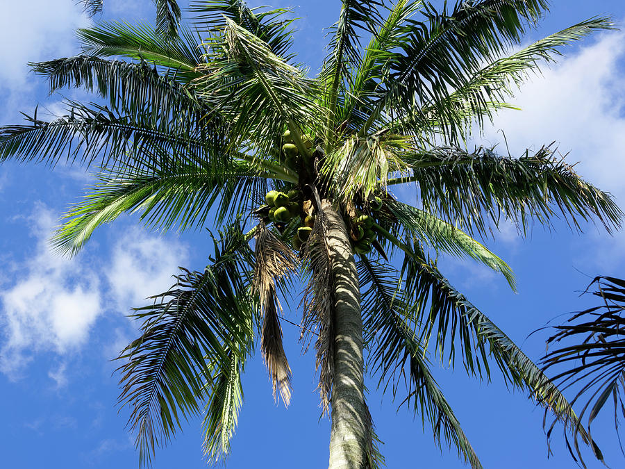 Coconut Palm Tree Against Blue Sky Photograph by Jill Nightingale