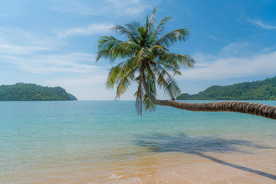 Summer Photograph - Coconut Palm Tree Over Summer Beach Sea by Prasit Rodphan
