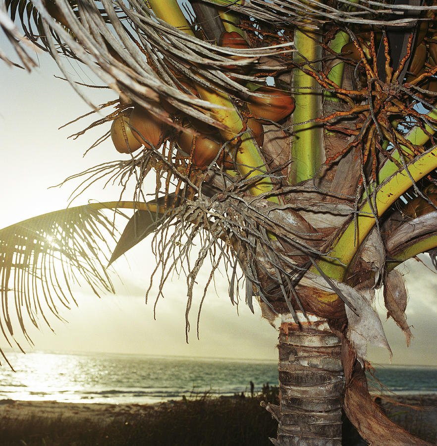 Coconut Palm Tree Overlooking Ocean At Photograph by Bernhard Lang