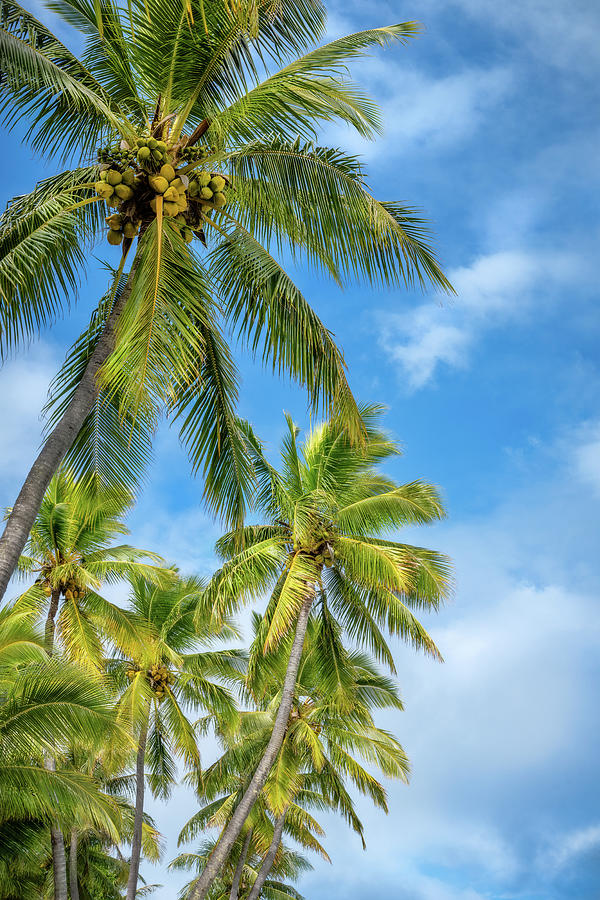 Coconut Palm Trees against the blue sky at Kuto Bay beach by Daniela Constantinescu Coconut Palm Trees against the blue sky at Kuto Bay beach by Daniela Constantinescu