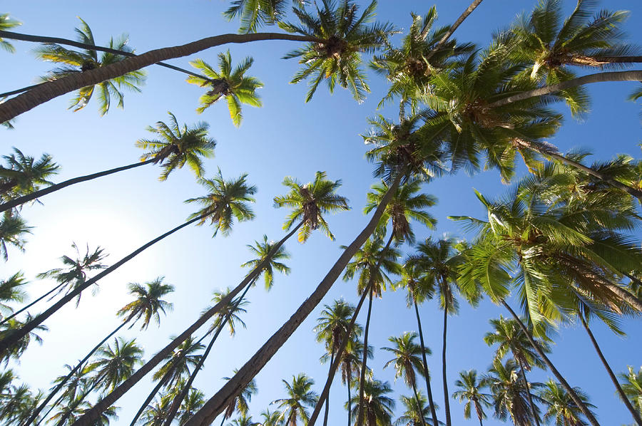 Coconut Palm Trees Photograph by John Elk