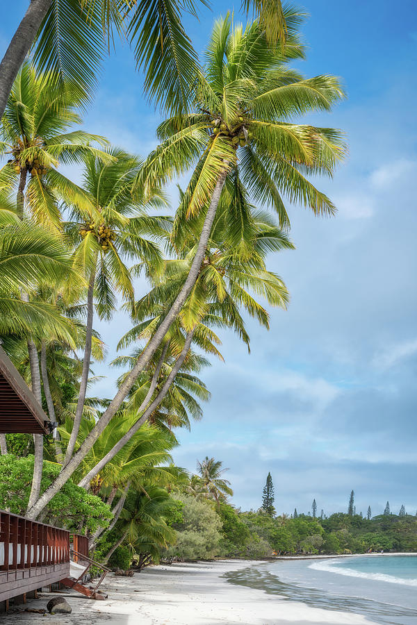 Coconut Palm Trees Kuto Bay beach by Daniela Constantinescu Coconut Palm Trees Kuto Bay beach by Daniela Constantinescu