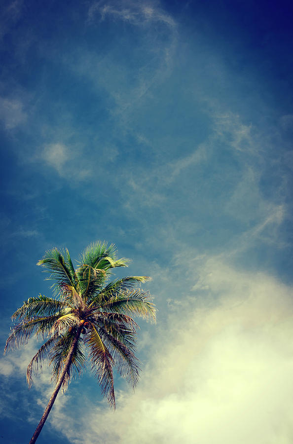 Nature Photograph - Coconut Palm by Zoya Stafienko