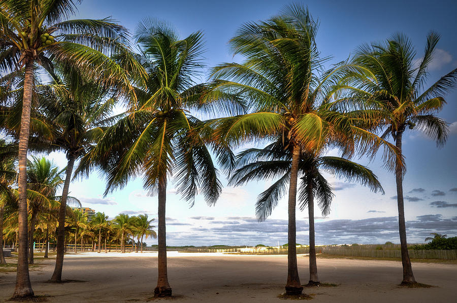 Coconut Palms Photograph by Roevin