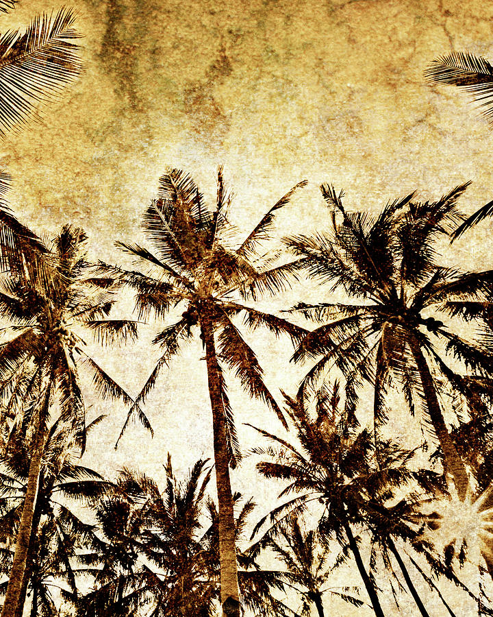 Coconut Palms In The Philippines Photograph by Skip Nall - Fine Art America