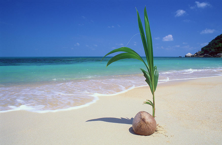 Coconut Shoot At Sandy Beach Photograph by Otto Stadler