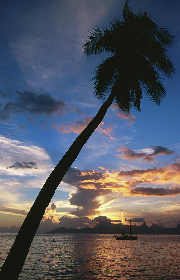 Coconut Tree And Moorea Island At Dusk Photograph by Holger Leue