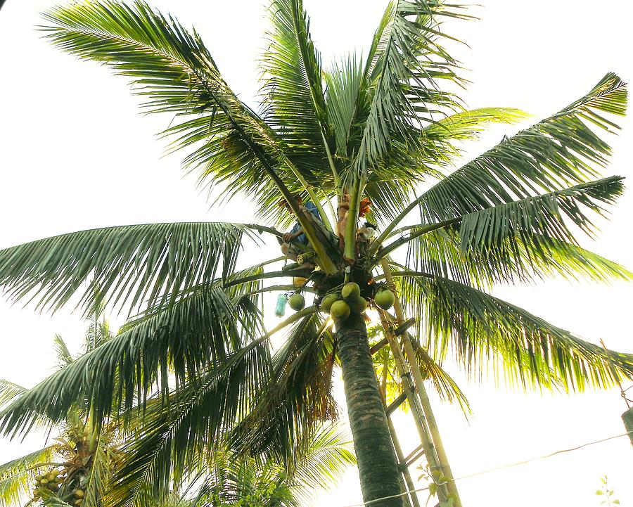 Coconut Tree Photograph by Dietmar Scherf