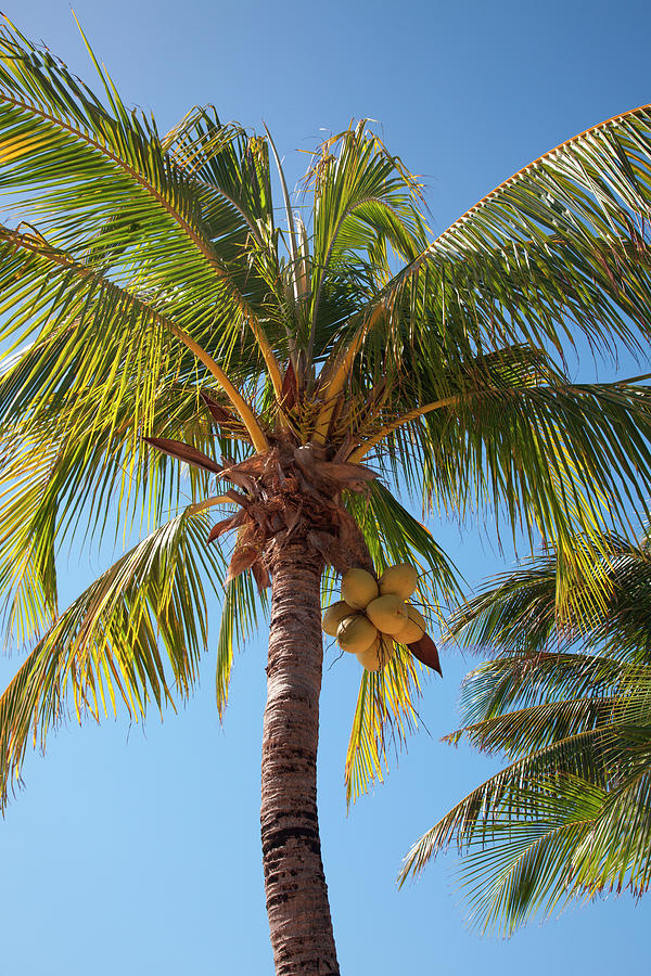 Coconut Tree Photograph by Holger Leue