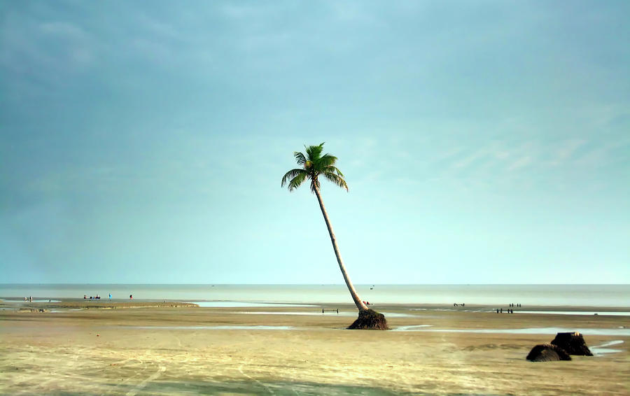 Coconut Tree On Beach Photograph by Neaz Ahmed