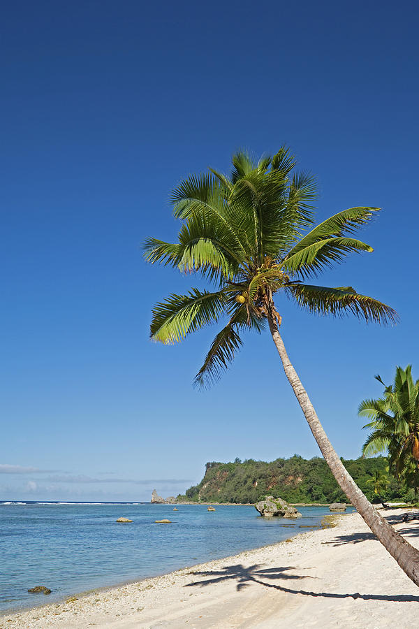 Coconut Tree On Keitahi Beach Photograph by John W Banagan