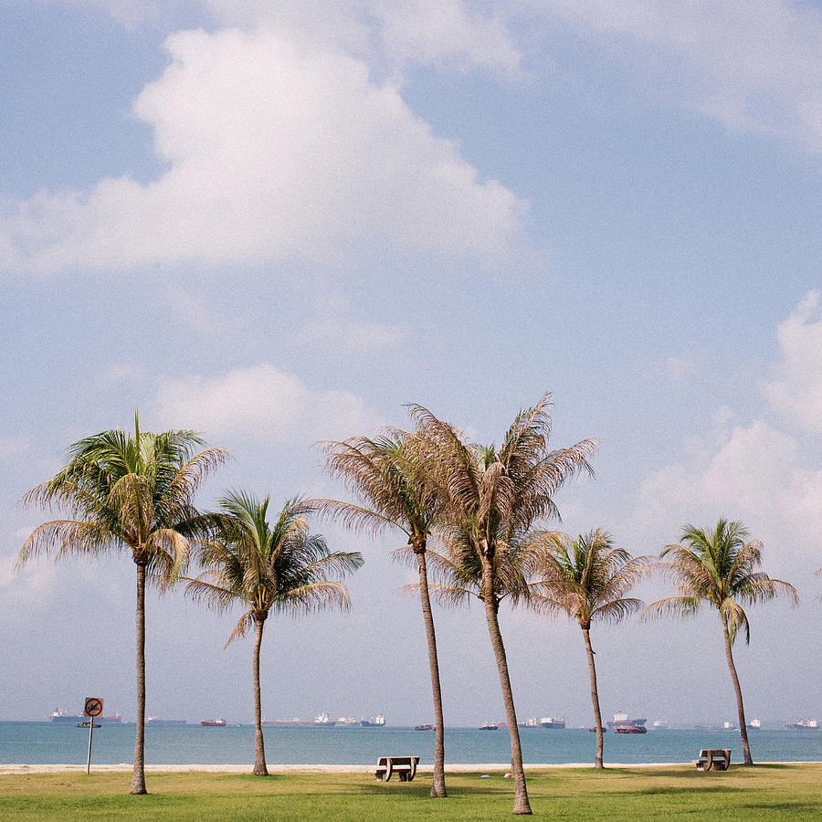 Coconut Trees At Beach Photograph by Genkigenki