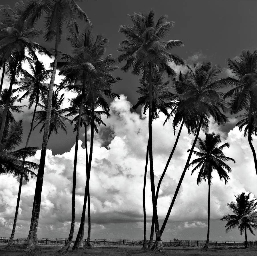 Coconut trees at Mayaro by Trinidad Dreamscape Coconut trees at Mayaro by Trinidad Dreamscape