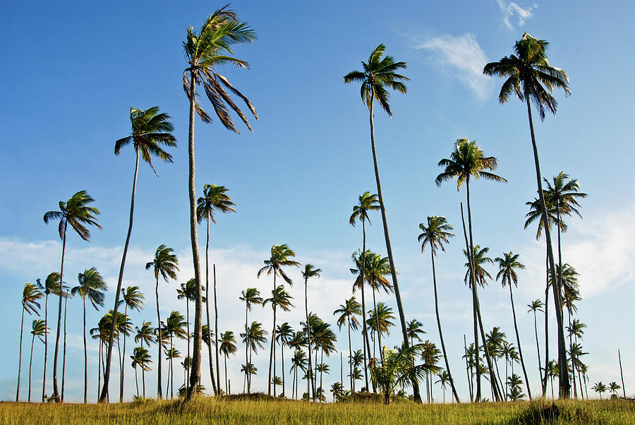 Coconut Trees In Wind South Of Bahia Photograph by Ju Fumero