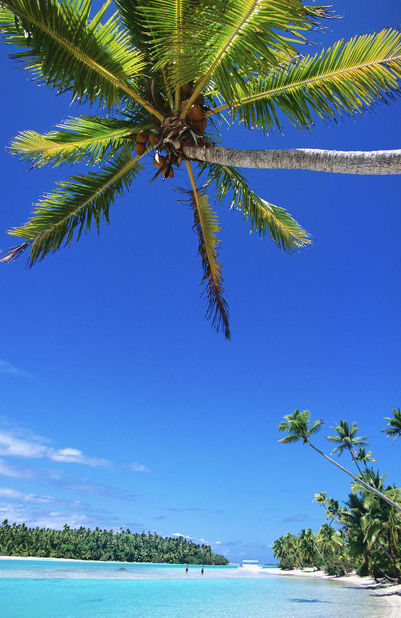Coconut Trees On Beach Photograph by Holger Leue