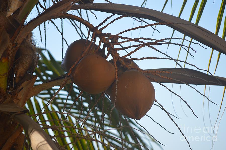 Coconuts Photograph by Aicy Karbstein
