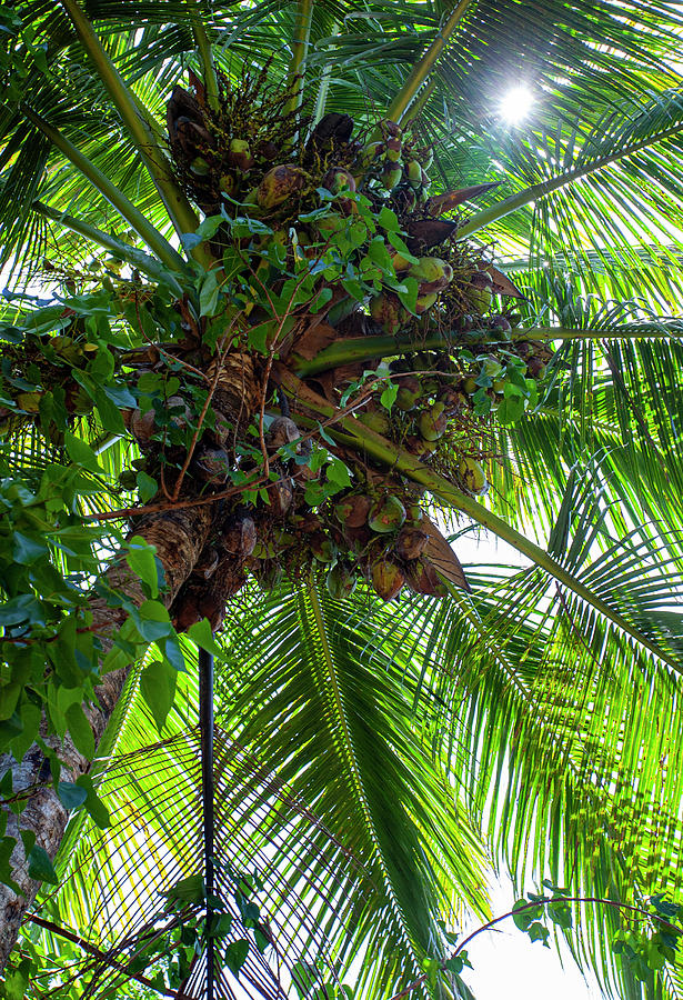Coconuts Photograph by Anthony Jones