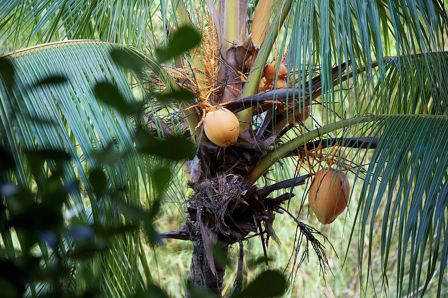 Coconuts On A Palm Tree costa Rica Photograph by Brenda Spaude