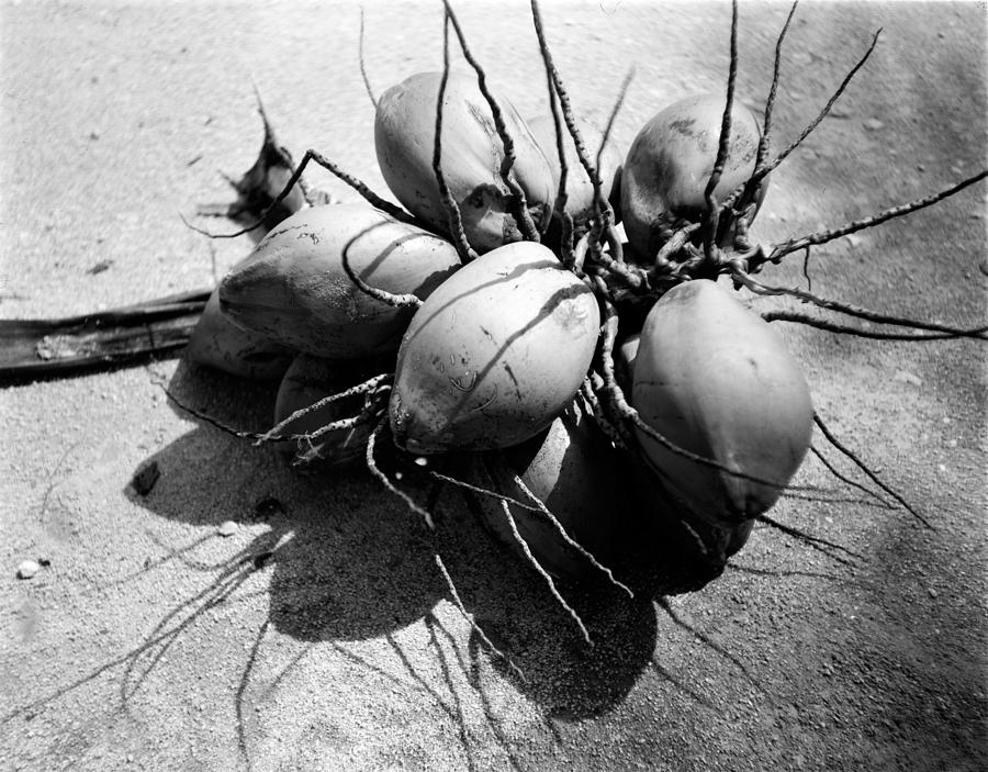 Coconuts Photograph by William Wetmore