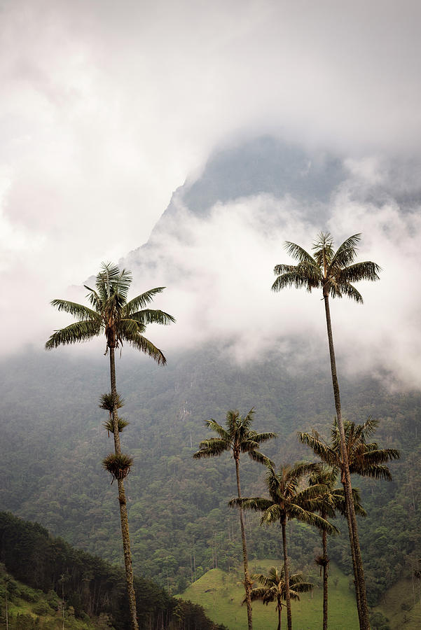 wax palm tree