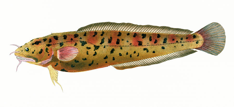 Cod Gadus Tricirratus Drawing by David Letts