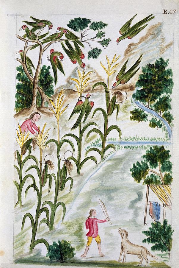 Codex Trujillo Del Peru - Book II E 67 - Ties Of Huacamaios - Watercolor - 18th Century. Painting by Baltasar Jaime Martinez Companon -1737-1797-