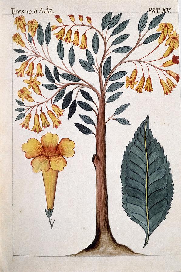 Codex Trujillo, Peru - Book IIi - Stamp Xv - Fresno Or Ada - Watercolor - 18th Century. Painting by Baltasar Jaime Martinez Companon -1737-1797- Codex Trujillo, Peru - Book IIi - Stamp Xv - Fresno Or Ada - Watercolor - 18th Century. Painting by Baltasar Jaime Martinez Companon -1737-1797-
