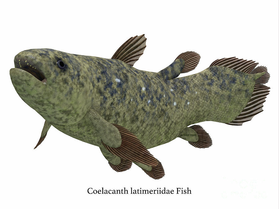 Coelacanth Fish Side Profile with Font Digital Art by Corey Ford